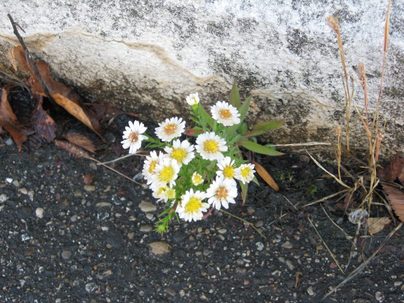 Flowers emerging from pavement. All Things Michigan's photo, licensed as CC BY-SA 2.0