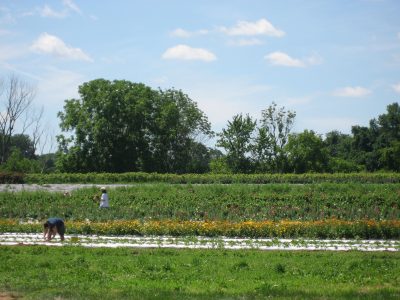 A community supported agriculture or CSA farm